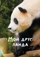  Мой друг панда смотреть онлайн (2024) бесплатно в HD